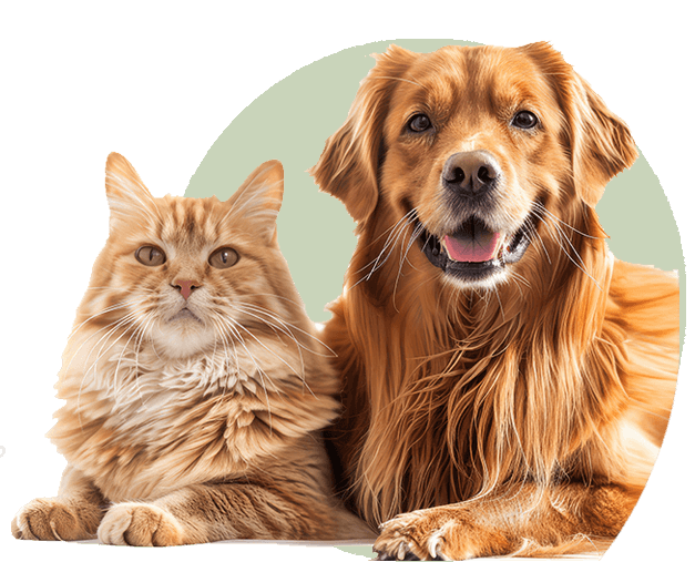 cat and dog together